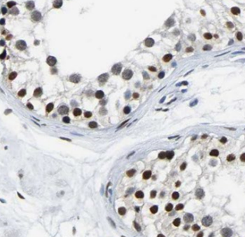 NTF4 Rabbit Polyclonal Antibody