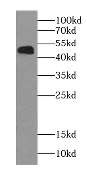 NOB1 Mouse Monoclonal Antibody