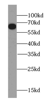 OPTN Mouse Monoclonal Antibody