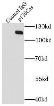 BCAR1 Rabbit Polyclonal Antibody