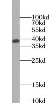 MAPK14 Mouse Monoclonal Antibody