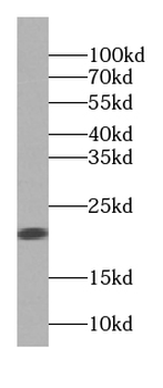 PPIF Specific Rabbit Polyclonal Antibody