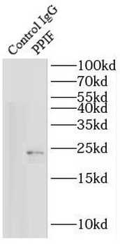 PPIF Specific Rabbit Polyclonal Antibody