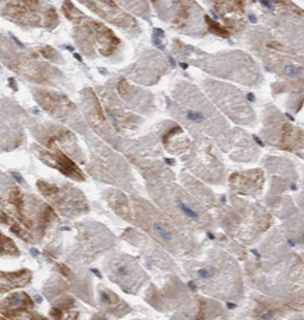PPIF Specific Rabbit Polyclonal Antibody