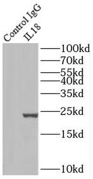 Pre IL18 Rabbit Polyclonal Antibody
