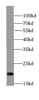 RANGRF Rabbit Polyclonal Antibody