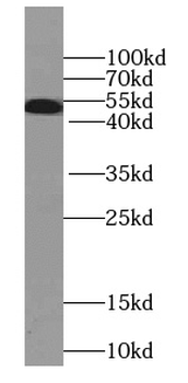 SEPTIN8 Mouse Monoclonal Antibody