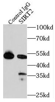 SIRT2 Specific Rabbit Polyclonal Antibody