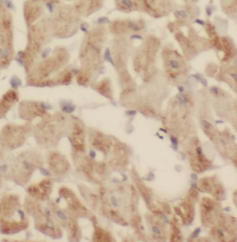 SIRT2 Specific Rabbit Polyclonal Antibody