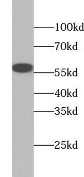 TGFB3 Rabbit Polyclonal Antibody