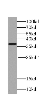 TNFAIP1 Mouse Monoclonal Antibody