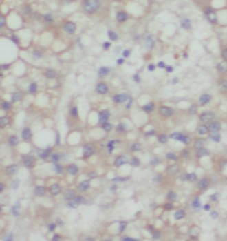 TOMM7 Rabbit Polyclonal Antibody