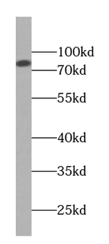 TRPC4AP Mouse Monoclonal Antibody