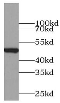 Beta Tubulin Mouse Monoclonal Antibody