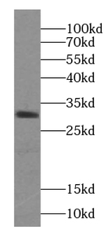 ZGLP1 Rabbit Polyclonal Antibody