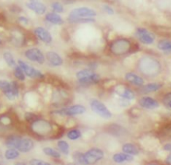 ZGLP1 Rabbit Polyclonal Antibody