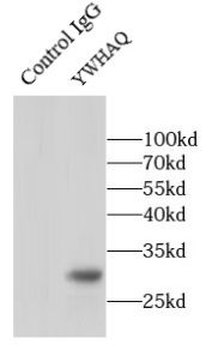 YWHAQ Rabbit Polyclonal Antibody