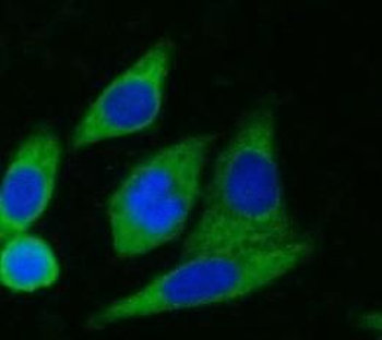 YWHAQ Mouse Monoclonal Antibody