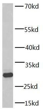 YWHAQ Mouse Monoclonal Antibody