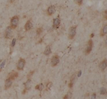 YWHAQ Mouse Monoclonal Antibody