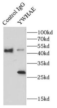 YWHAE Rabbit Polyclonal Antibody