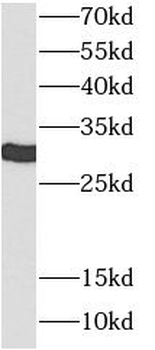YWHAE Rabbit Polyclonal Antibody