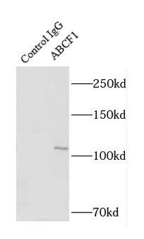 ABCF1 Rabbit Polyclonal Antibody