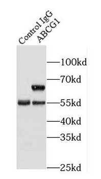 ABCG1 Rabbit Polyclonal Antibody