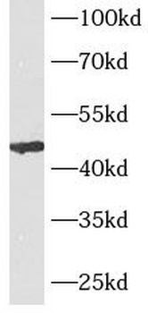 ACP3 Mouse Monoclonal Antibody