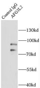 AFG3L2 Rabbit Polyclonal Antibody