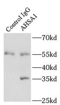 AHSA1 Rabbit Polyclonal Antibody