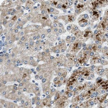 AOX1 Rabbit Polyclonal Antibody