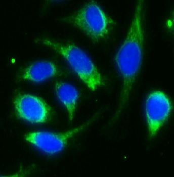 ALDH1L1 Rabbit Polyclonal Antibody