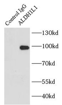 ALDH1L1 Rabbit Polyclonal Antibody