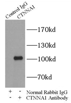 CTNNA1 Rabbit Polyclonal Antibody
