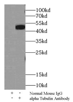 alpha Tubulin Mouse Monoclonal Antibody