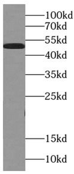 alpha Tubulin Mouse Monoclonal Antibody