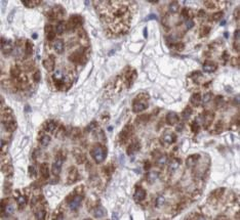 alpha Tubulin Mouse Monoclonal Antibody