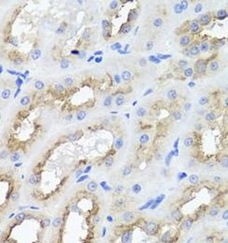 AMBRA1 Rabbit Polyclonal Antibody