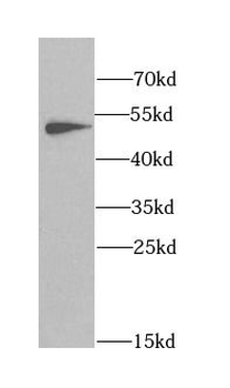 ANGPTL3 Rabbit Polyclonal Antibody