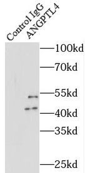 ANGPTL4 Rabbit Polyclonal Antibody