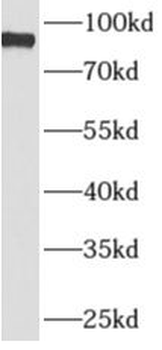 APBB2 Rabbit Polyclonal Antibody