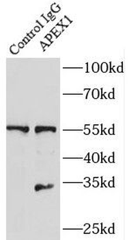 APEX1 Rabbit Polyclonal Antibody