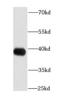APEX1 Rabbit Polyclonal Antibody
