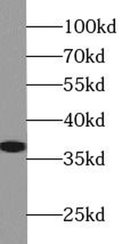 APEX1 Rabbit Polyclonal Antibody