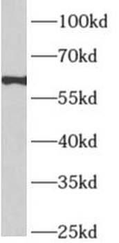 APLF Rabbit Polyclonal Antibody