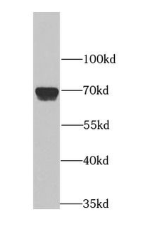 APLP1 Rabbit Polyclonal Antibody