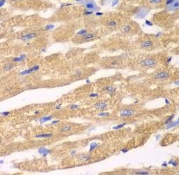 APLP1 Rabbit Polyclonal Antibody