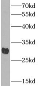 APOF Rabbit Polyclonal Antibody