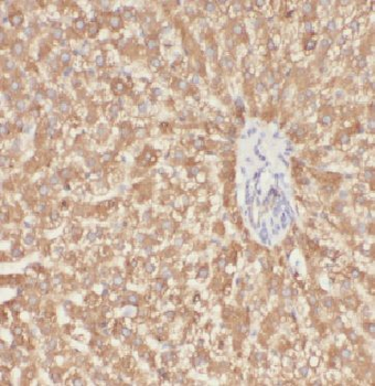 APOF Rabbit Polyclonal Antibody